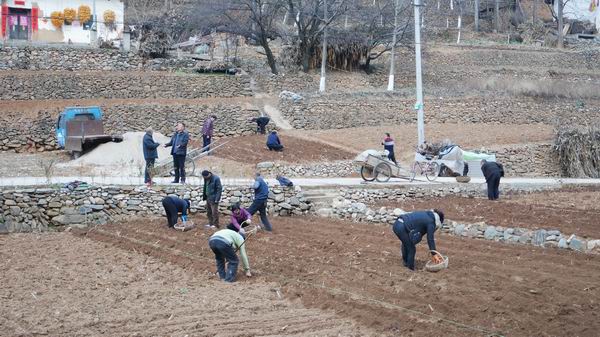 县粮食局帮扶马家台村白术种植忙