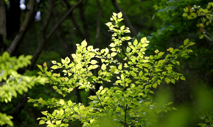 牛背梁国家森林公园