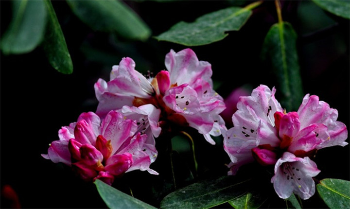 牛背梁国家森林公园