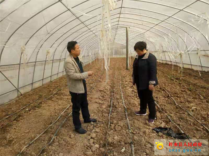 查看大棚菜.jpg 查看大棚菜.jpg