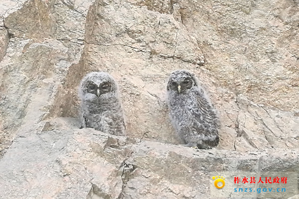 柞水公路段“情”系野生动物(图) (1).jpg 柞水公路段“情”系野生动物(图) (1).jpg