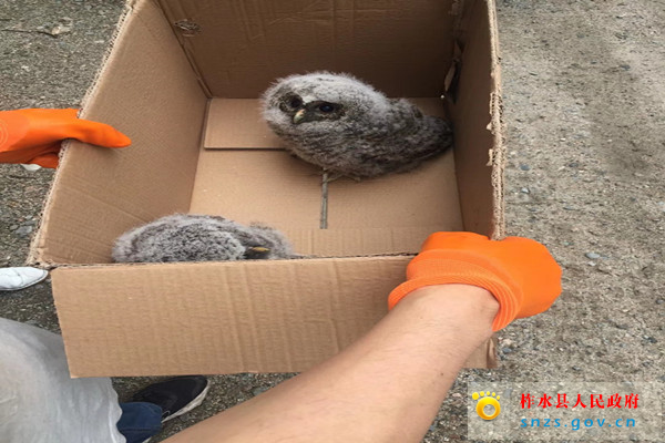 柞水公路段“情”系野生动物(图) (3).jpg 柞水公路段“情”系野生动物(图) (3).jpg