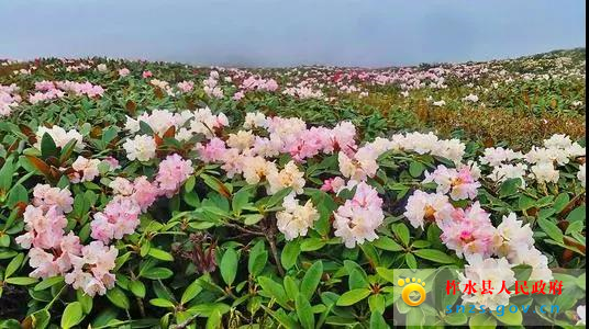 微信图片_2.jpg 微信图片_2.jpg