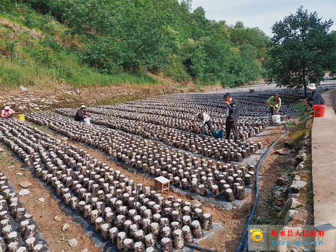 6.8木耳.jpg 6.8木耳.jpg