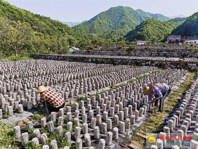 老庵寺村民在木耳种植基地采摘木耳.jpg 老庵寺村民在木耳种植基地采摘木耳.jpg
